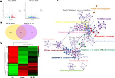 Guhong Injection Prevents Ischemic Stroke-Induced Neuro-Inflammation and Neuron Loss Through Regulation of C5ar1